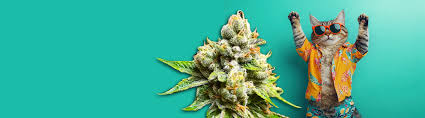 The Intriguing World of Fat Bastard Weed A Comprehensive Guide The Intriguing World of Fat Bastard Weed A Comprehensive Guide